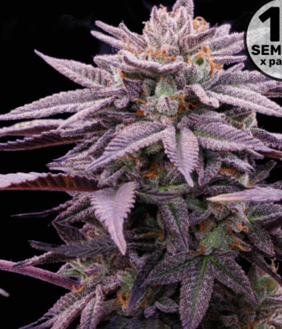 Semillas AK-47 - Cannativa