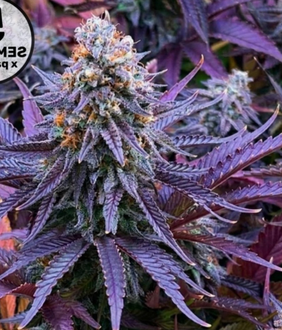 Semillas Amnesia Haze - Cannativa
