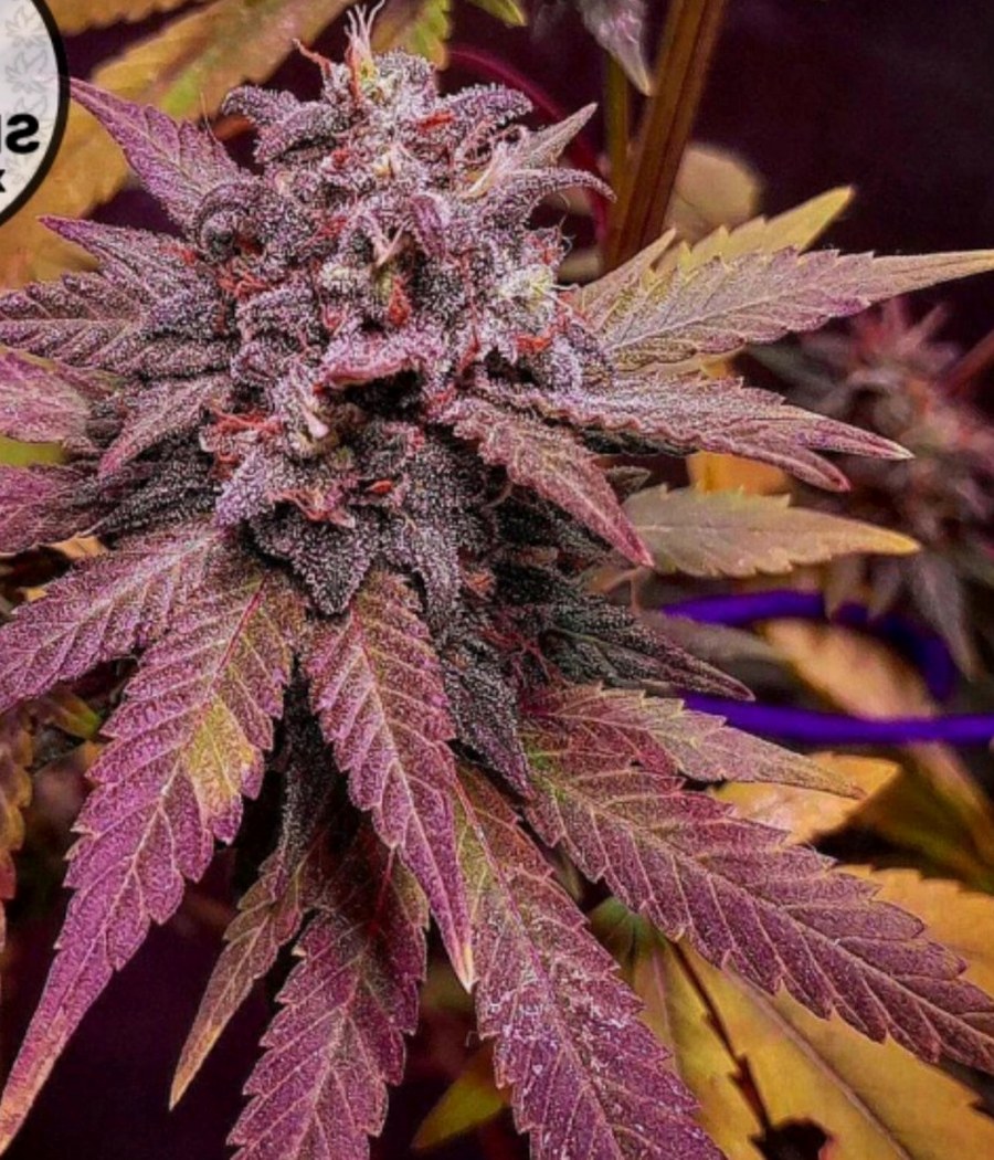 Semillas Cheese - Cannativa