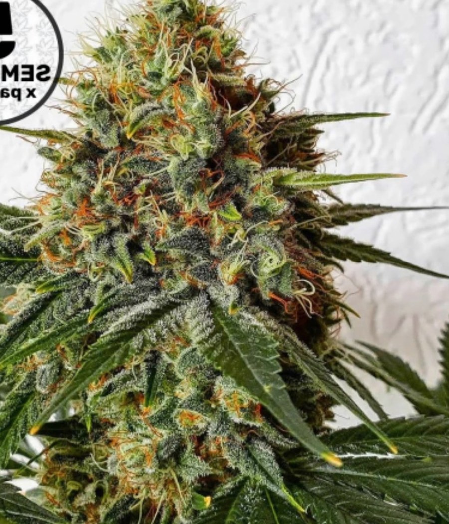 Semillas Critical Auto - Cannativa