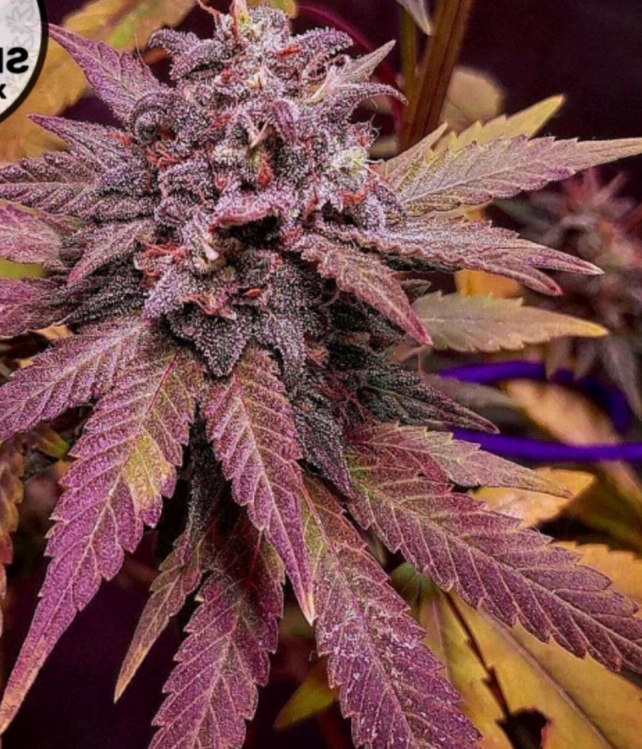 Semillas Gelato Auto - Cannativa