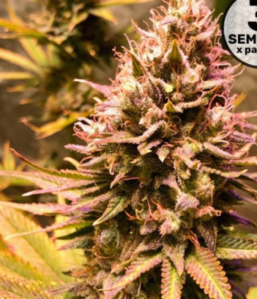Semillas Auto Strawberry Soda - Dutch Passion