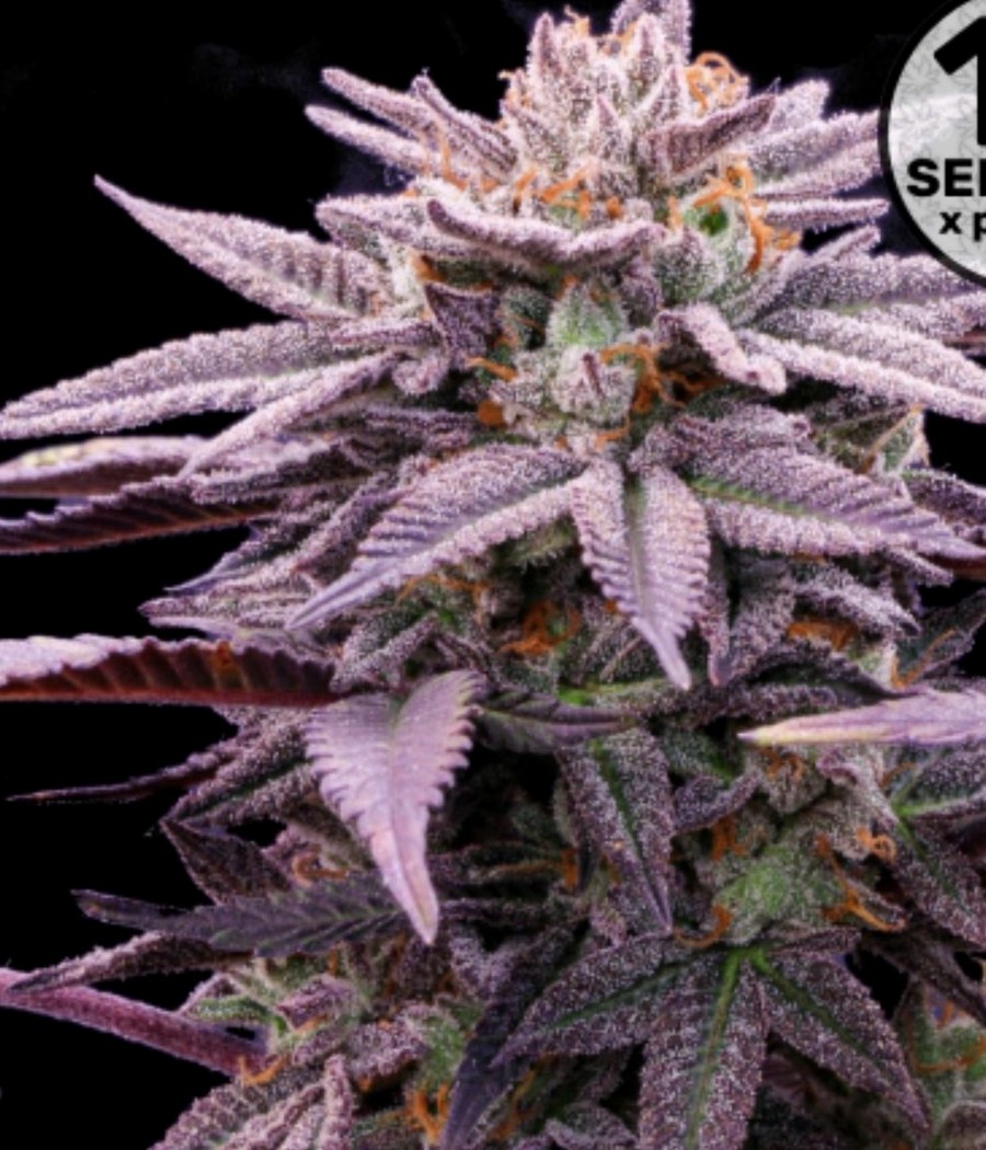 Semillas Psycho XXL Automix - BSF Seeds