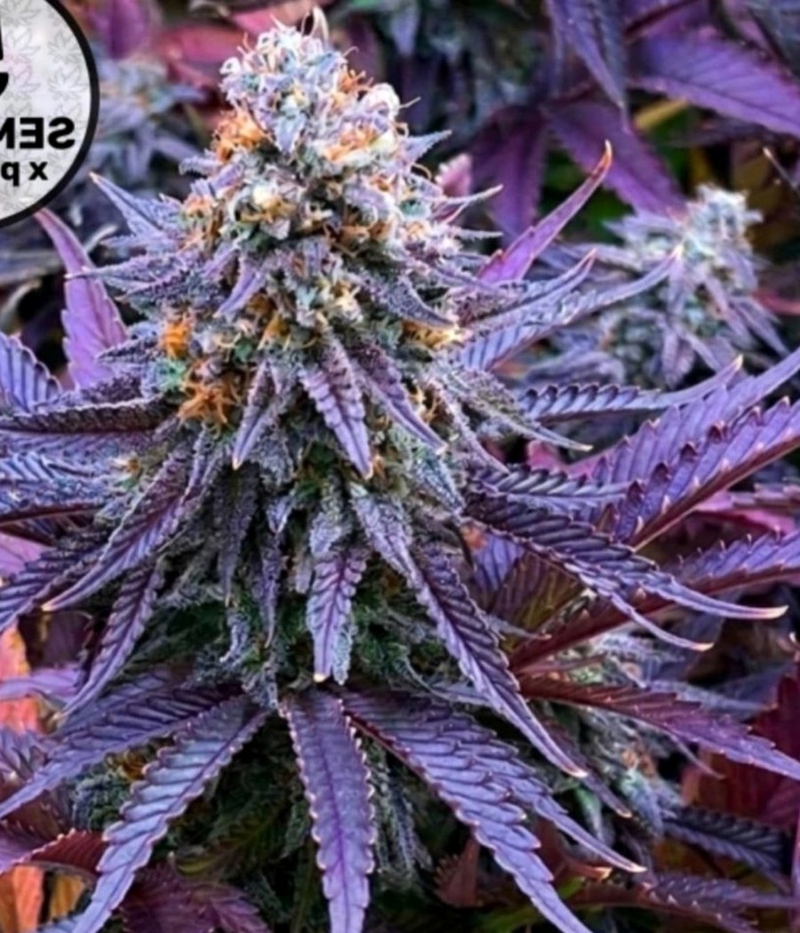 Semillas All Stars USA Automix - BSF Seeds
