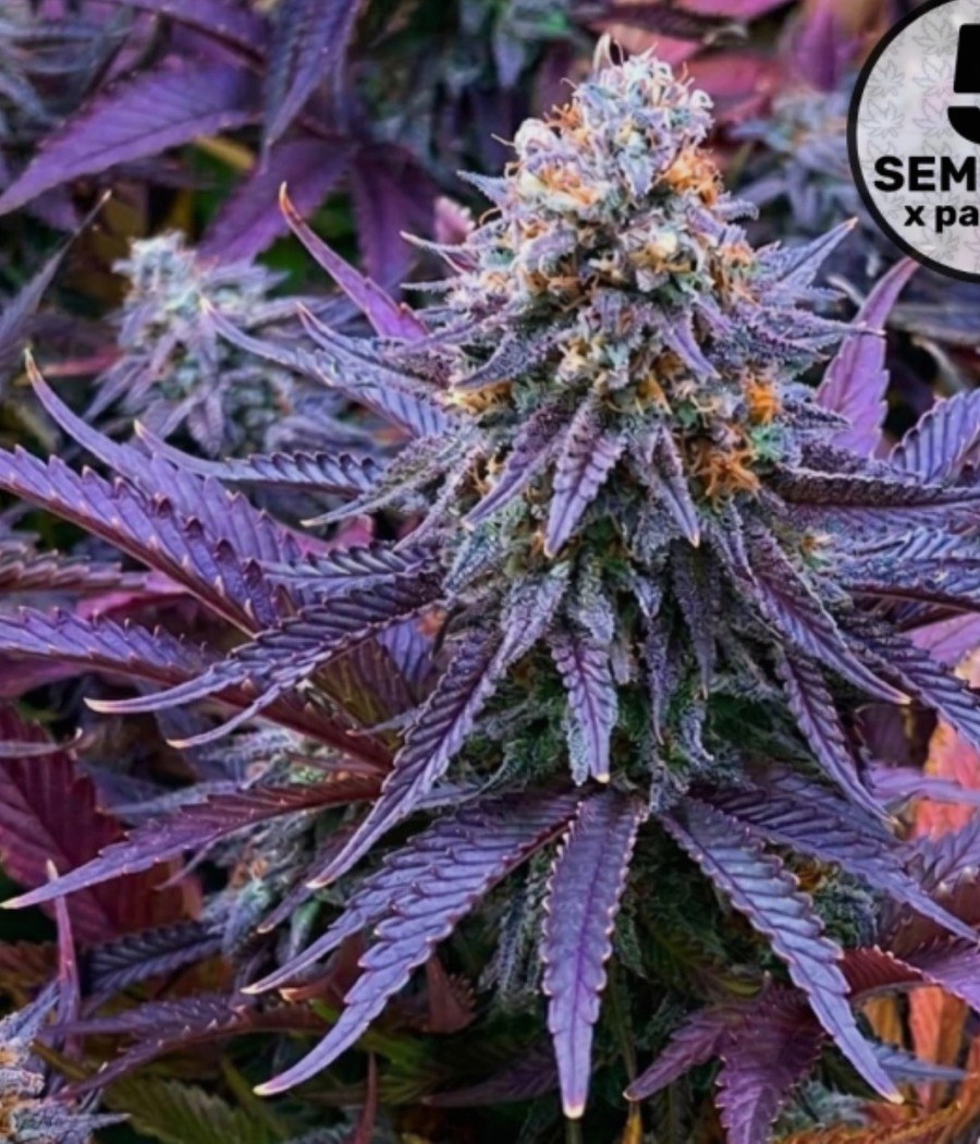 Semillas Auto Cinderella Jack - Dutch Passion