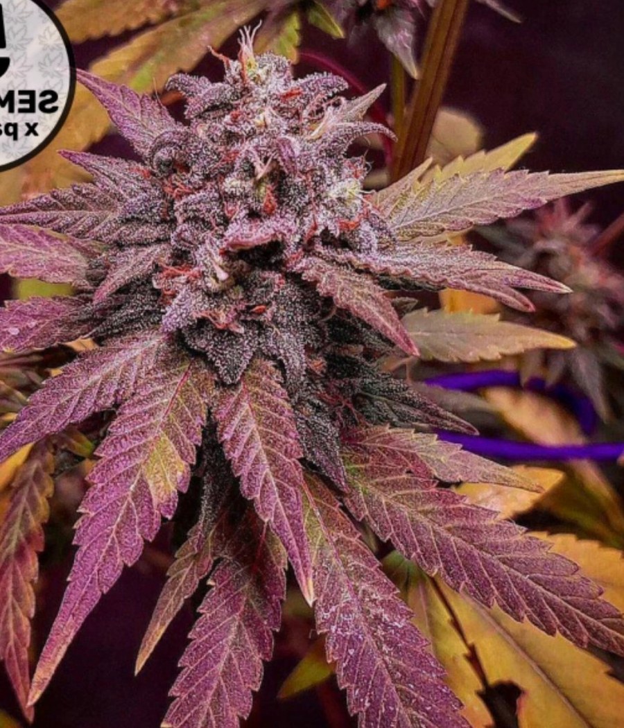 Semillas Auto SFV OG - Dutch Passion