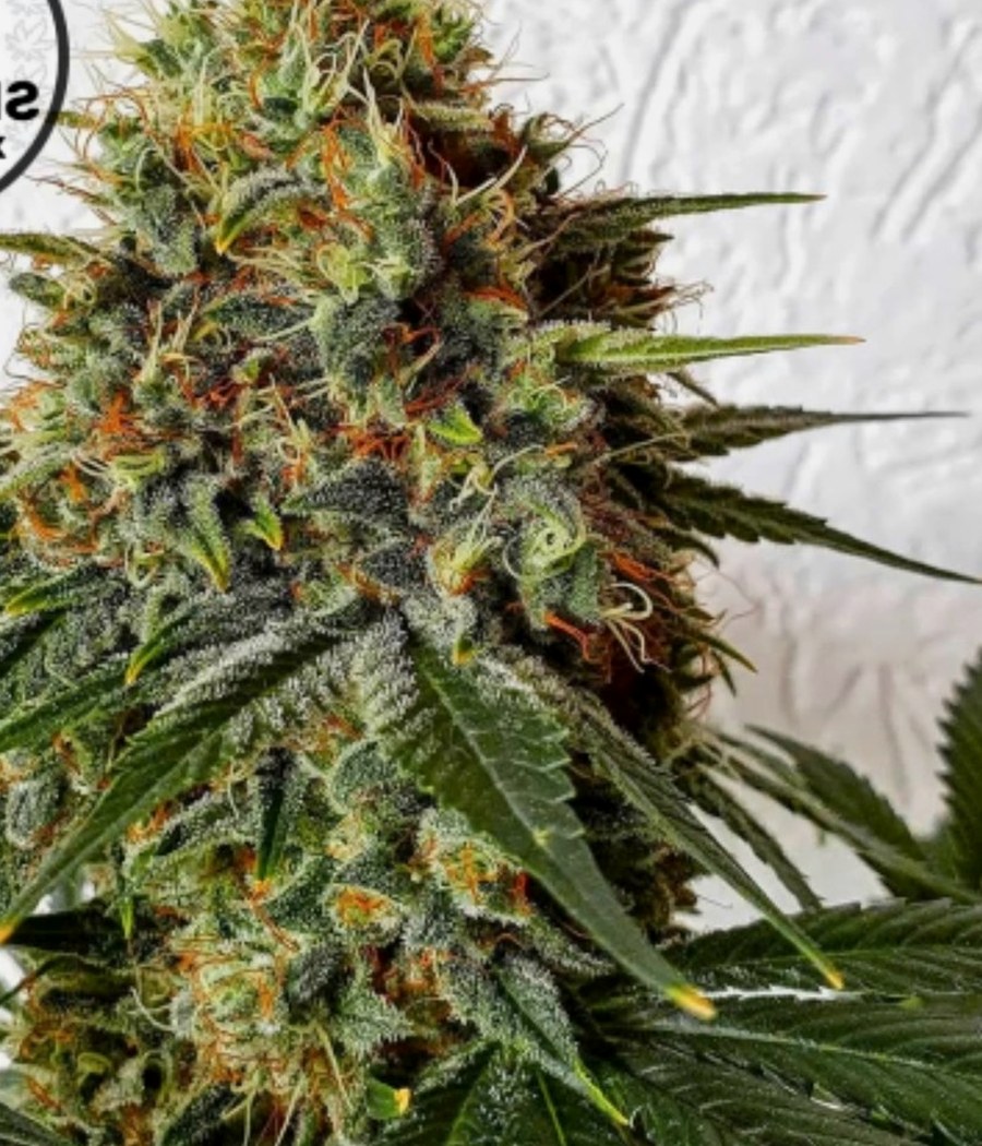 Semillas Northern Lights Auto - Cannativa