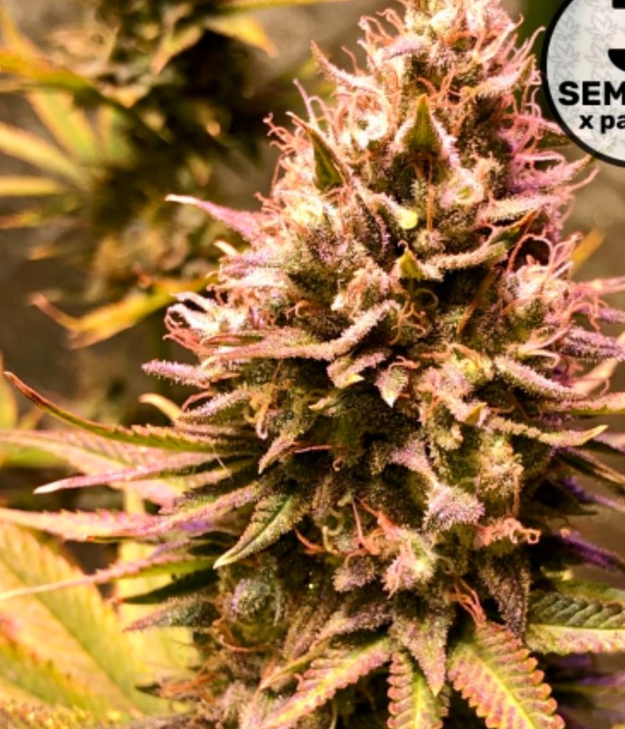 Semillas Gorilla Piña Auto - BSF Seeds