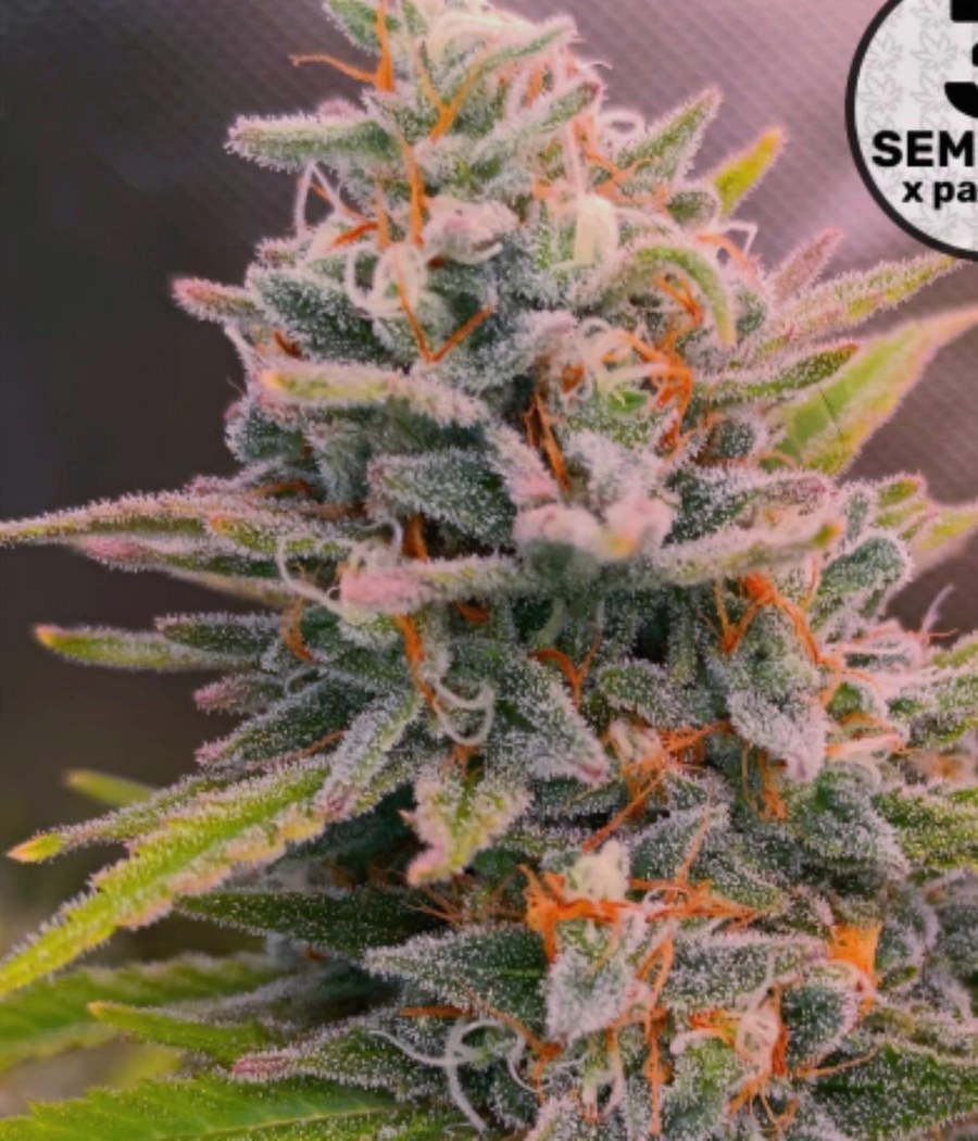 Semillas Melonade Runtz - Dutch Passion