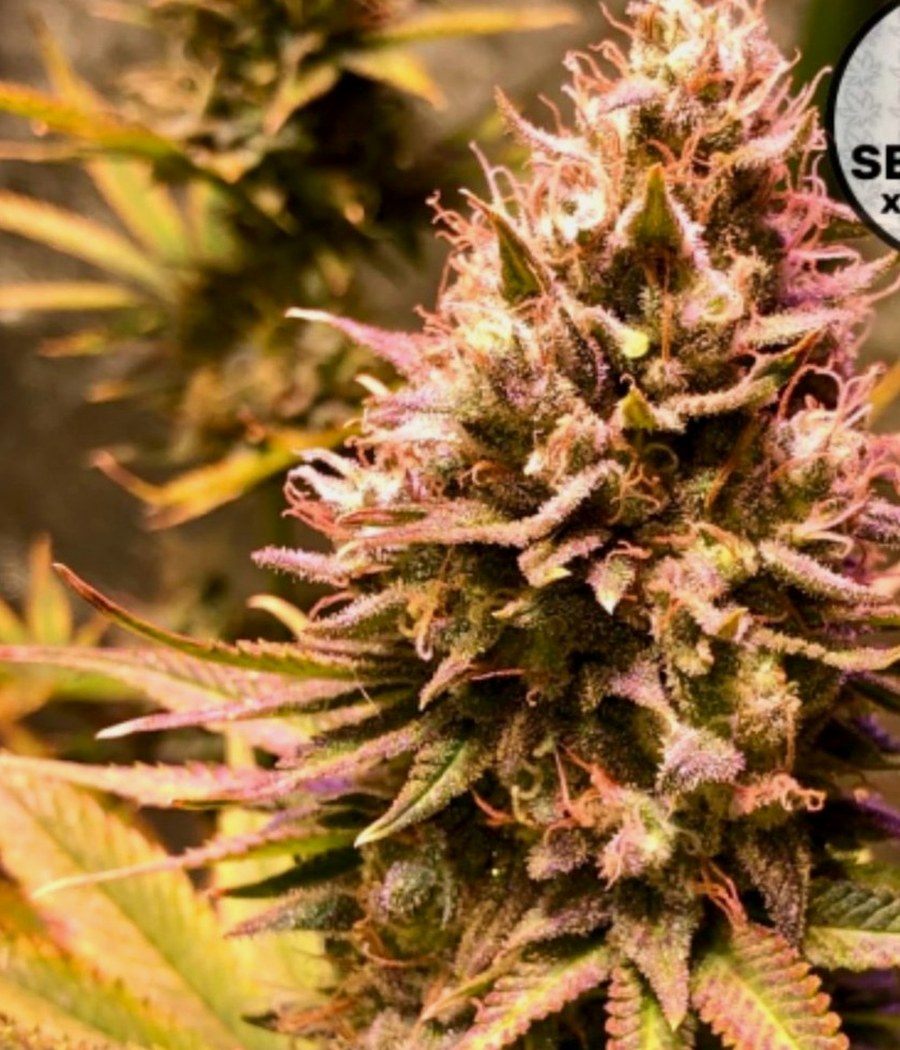 Semillas GMO Fast - Dutch Passion