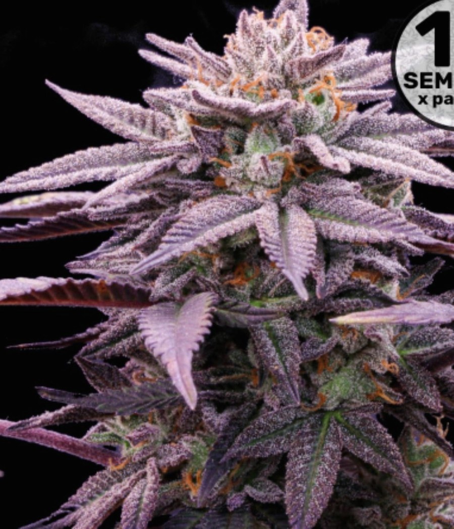 Semillas Critical Orange Punch - Dutch Passion