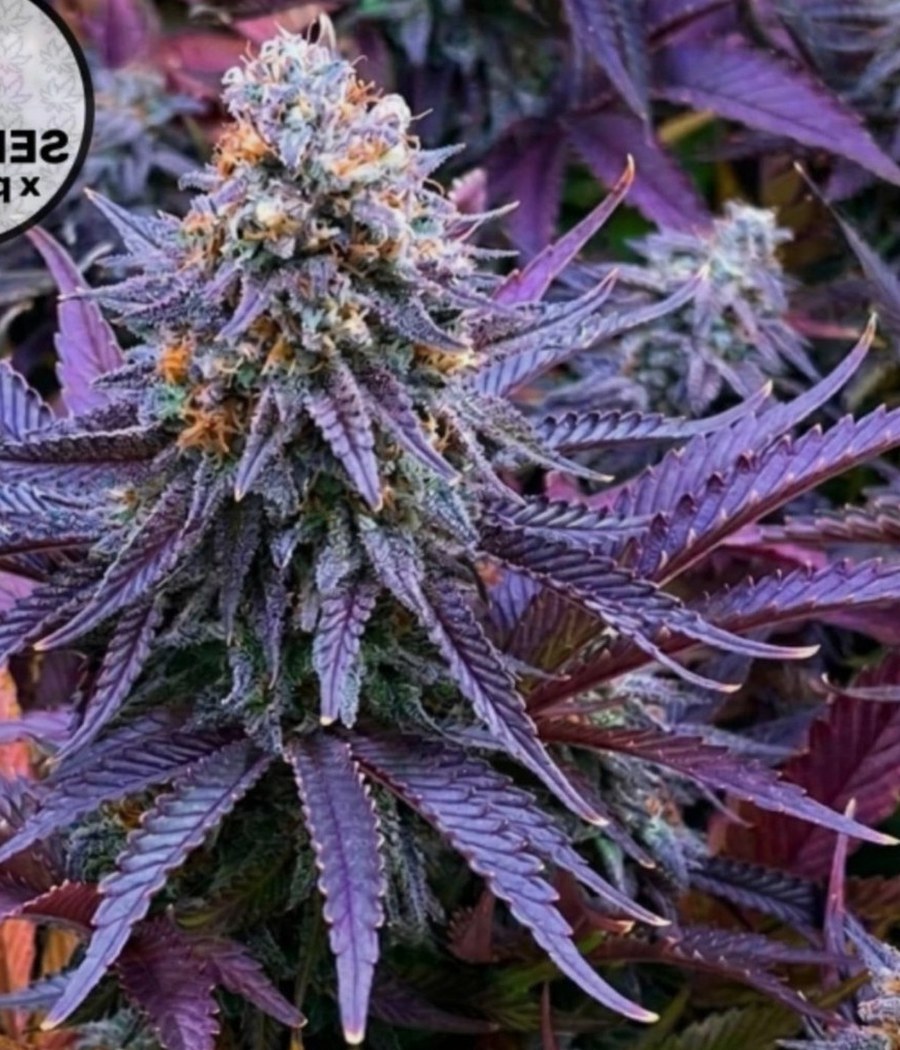 Semillas Tutti Fruty Automix - BSF Seeds