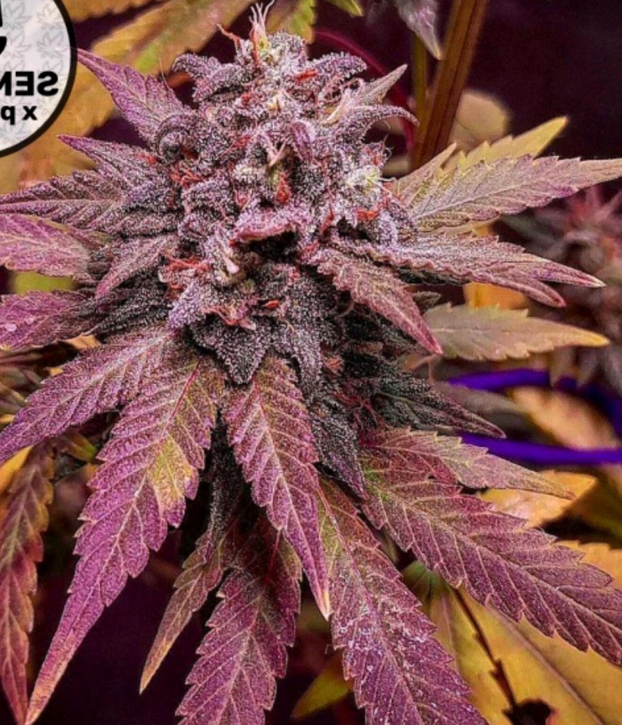 Semillas White Widow Auto - Cannativa