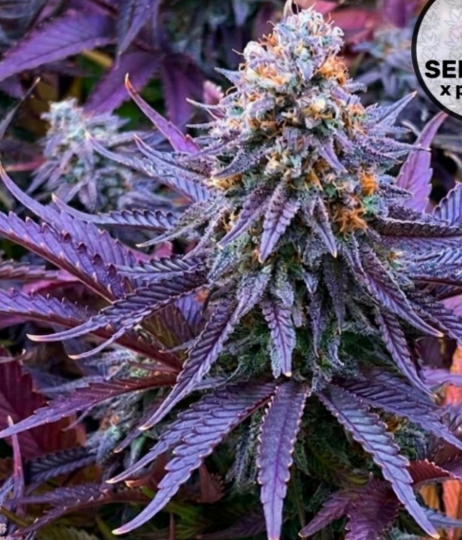 Semillas Tropical Tangie - Dutch Passion