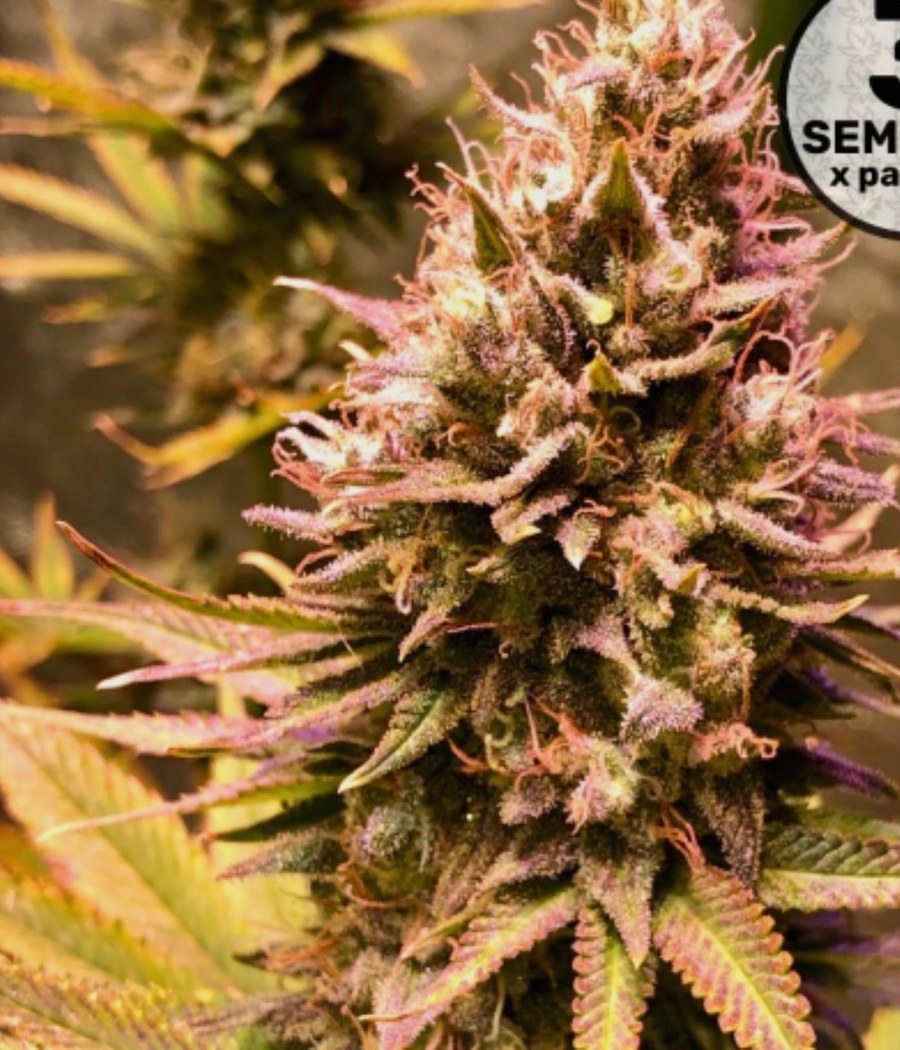 Semillas Auto Mimosa Punch - Dutch Passion