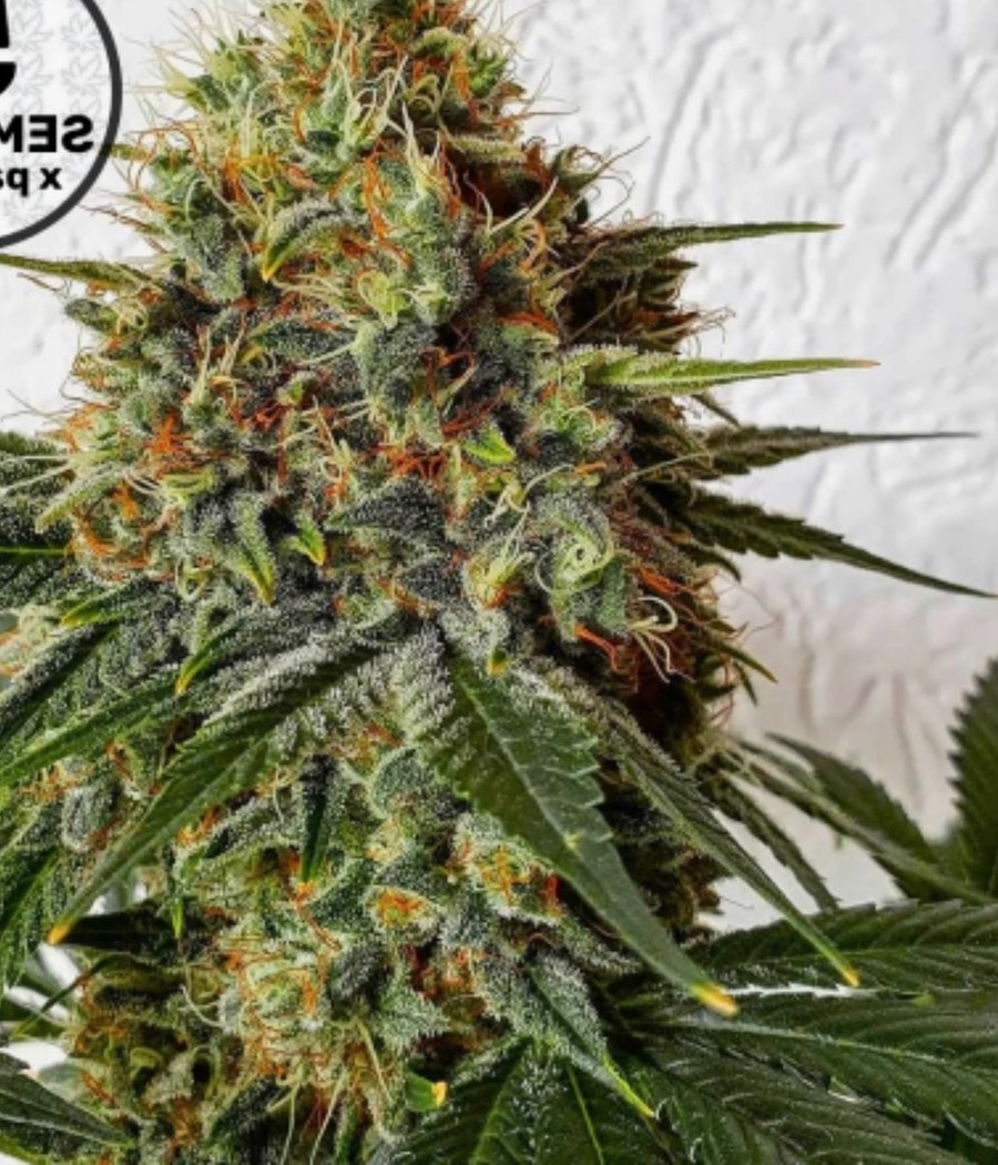 Semillas Auto Glueberry O.G. - Dutch Passion